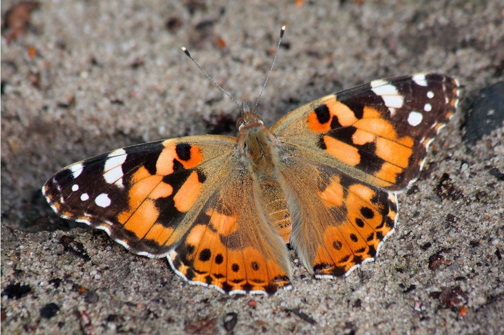 jeden z omawianych w audycji owadów