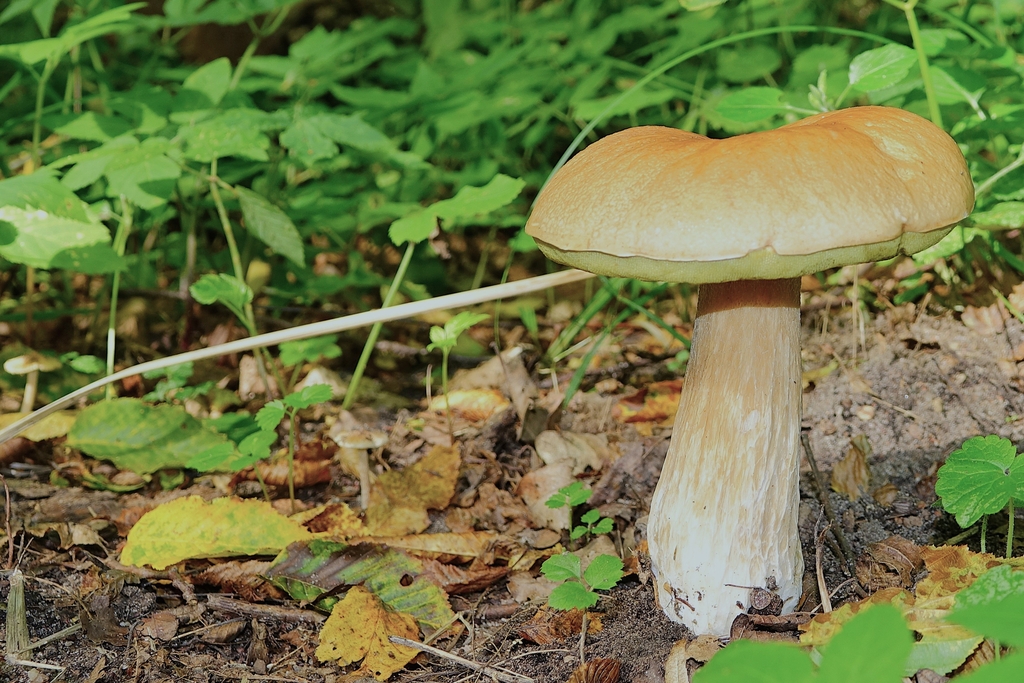 Boletus edulis