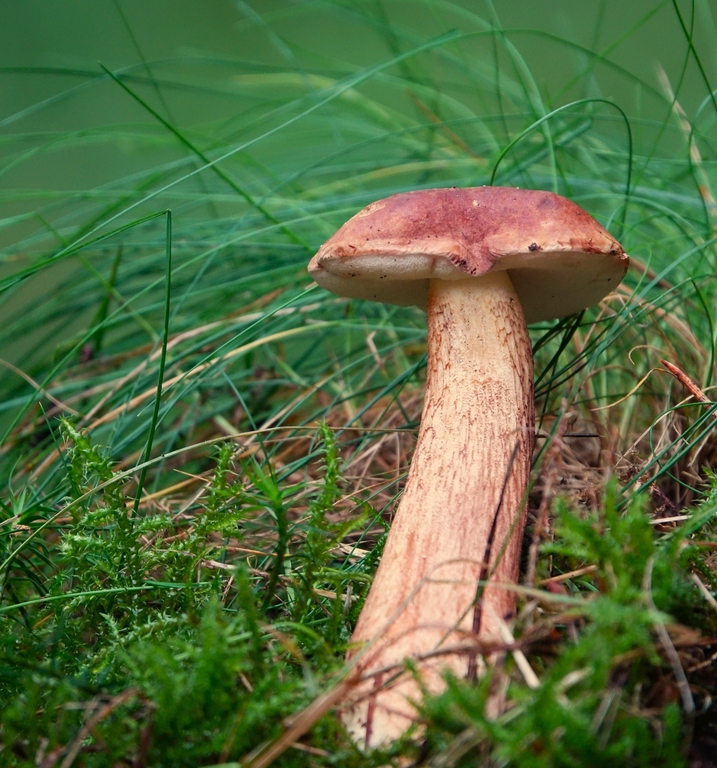 Bitter bolete (Tylopilus felleus)