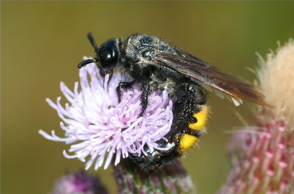 jeden z omawianych w audycji owadów